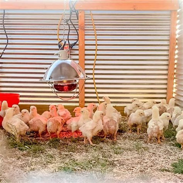 Do you need a heat lamp for chickens in the winter?