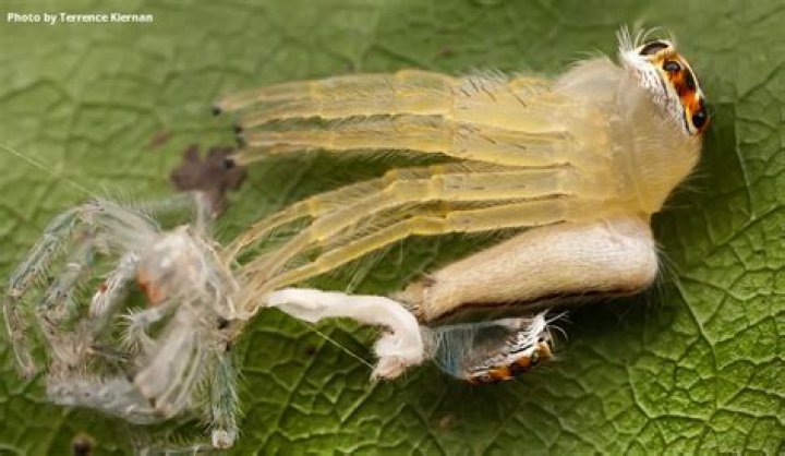 Does a dead spider attract other spiders?