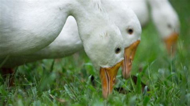 Does a duck bite hurt?