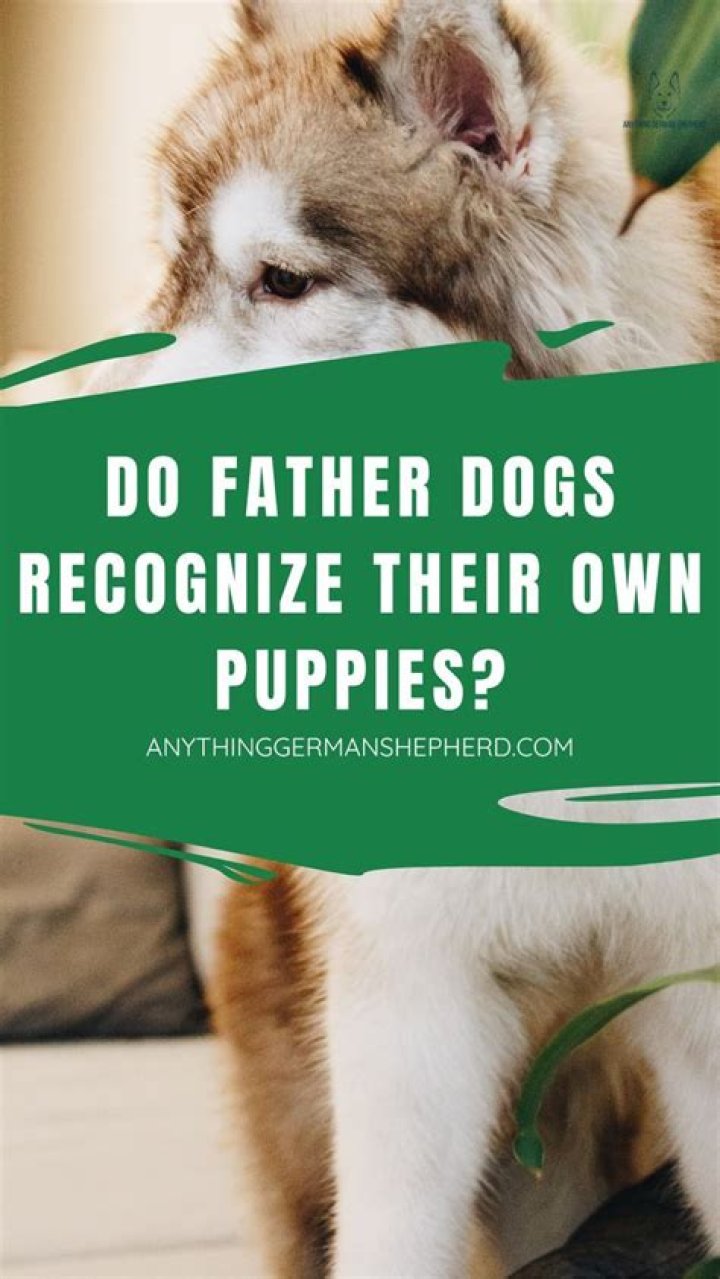 Does a father dog know his puppies?