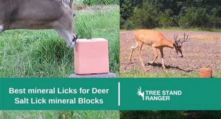 Does a salt lick attract deer?