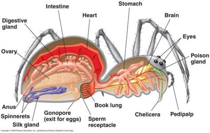 Does a spider have a heart?