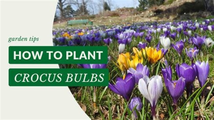 Does Abigail like crocus?