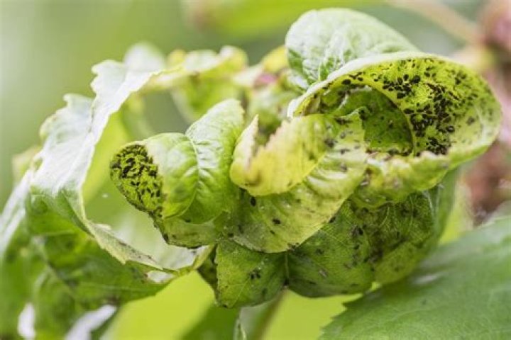 Does basil keep aphids away?