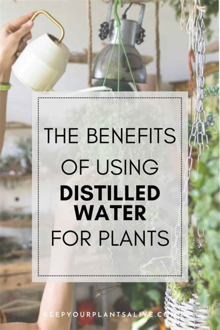 Does Branch Basics need distilled water?