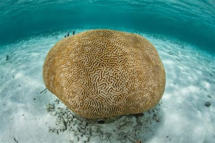 Does coral have a brain?
