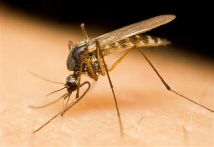 Does Dubai have mosquitoes?