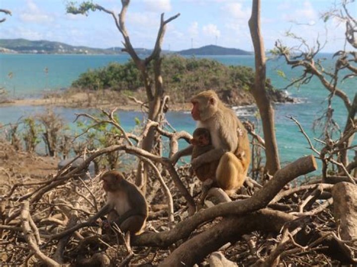 Does El Yunque have monkeys?