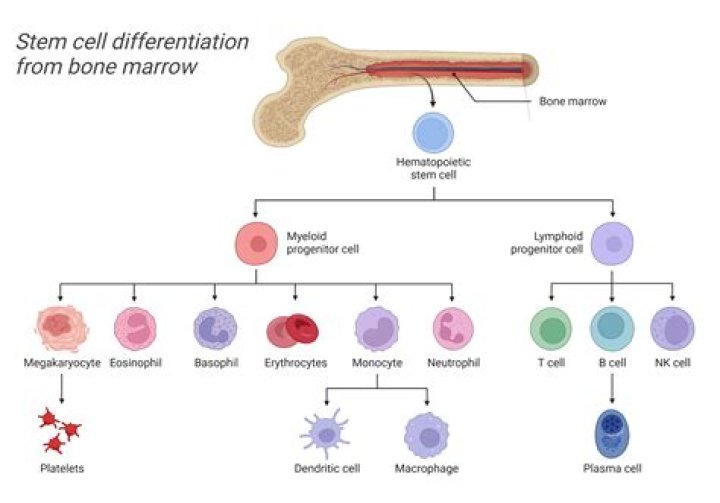 Does foreskin have stem cells?