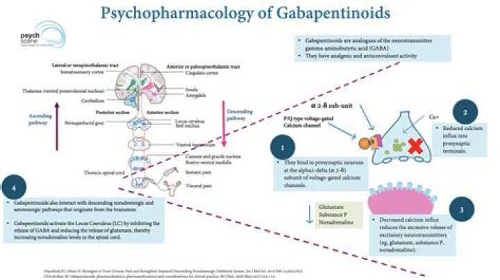 Does gabapentin repair nerve damage?