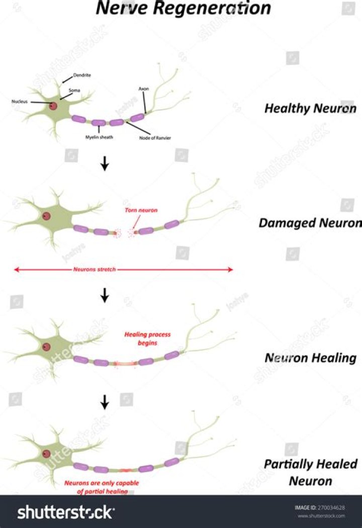 Does heat help nerve regeneration?