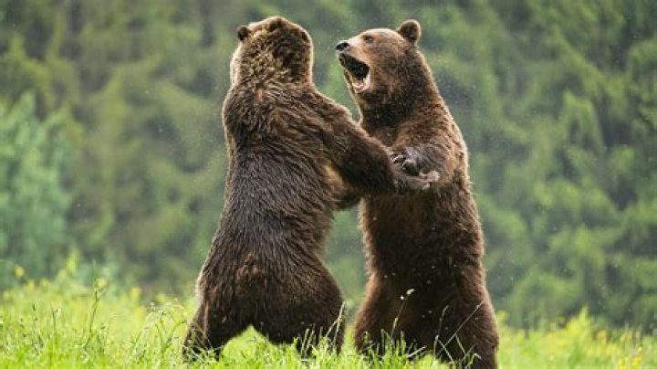 Does human poop attract bears?