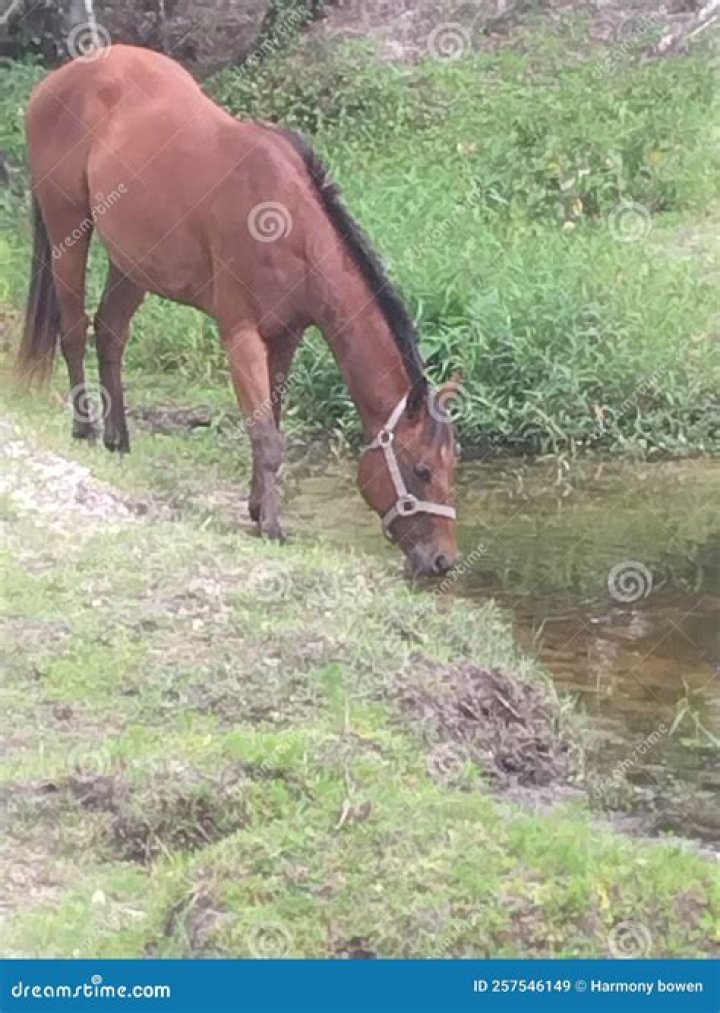 Does it hurt a horse to be ridden?