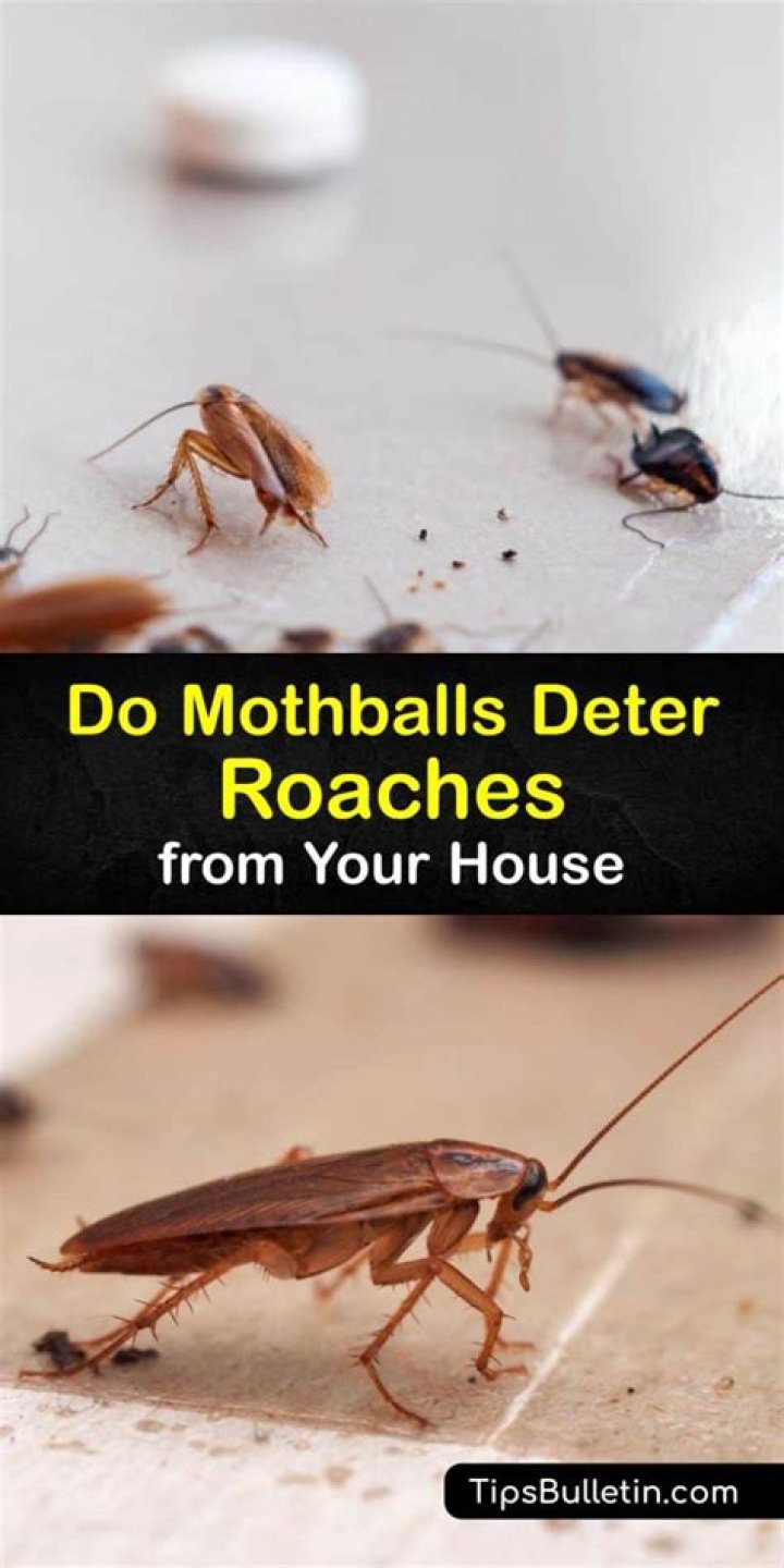Does keeping lights on deter roaches?