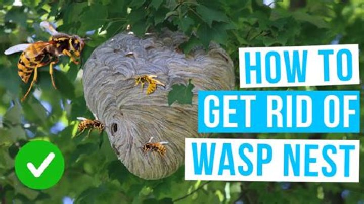 Does knocking down a wasp nest get rid of them?