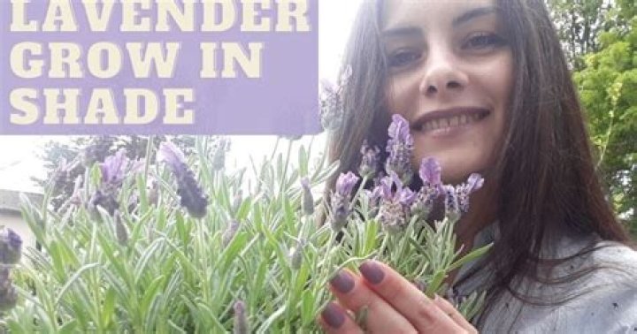 Does lavender need sun or shade?