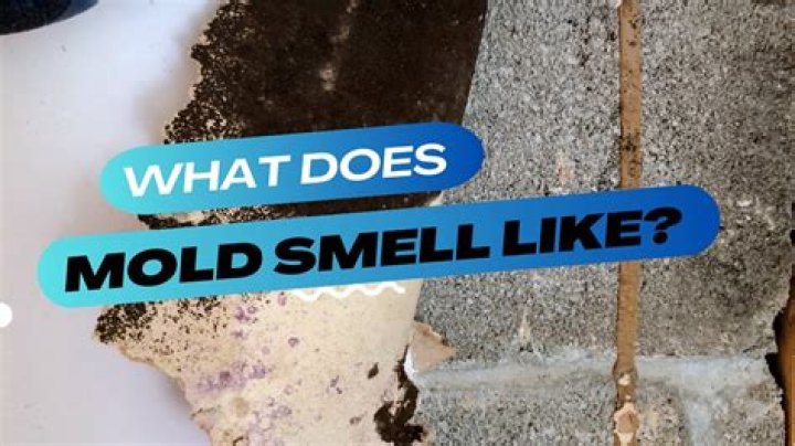 Does mold smell like pee?