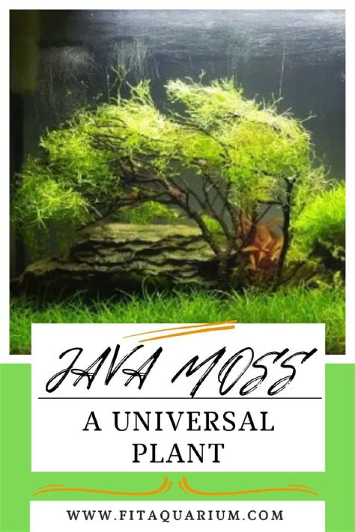 Does moss hurt plants?