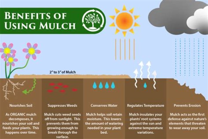 Does mulch prevent ivy from growing?