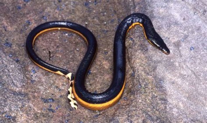 Does New Zealand have snakes?