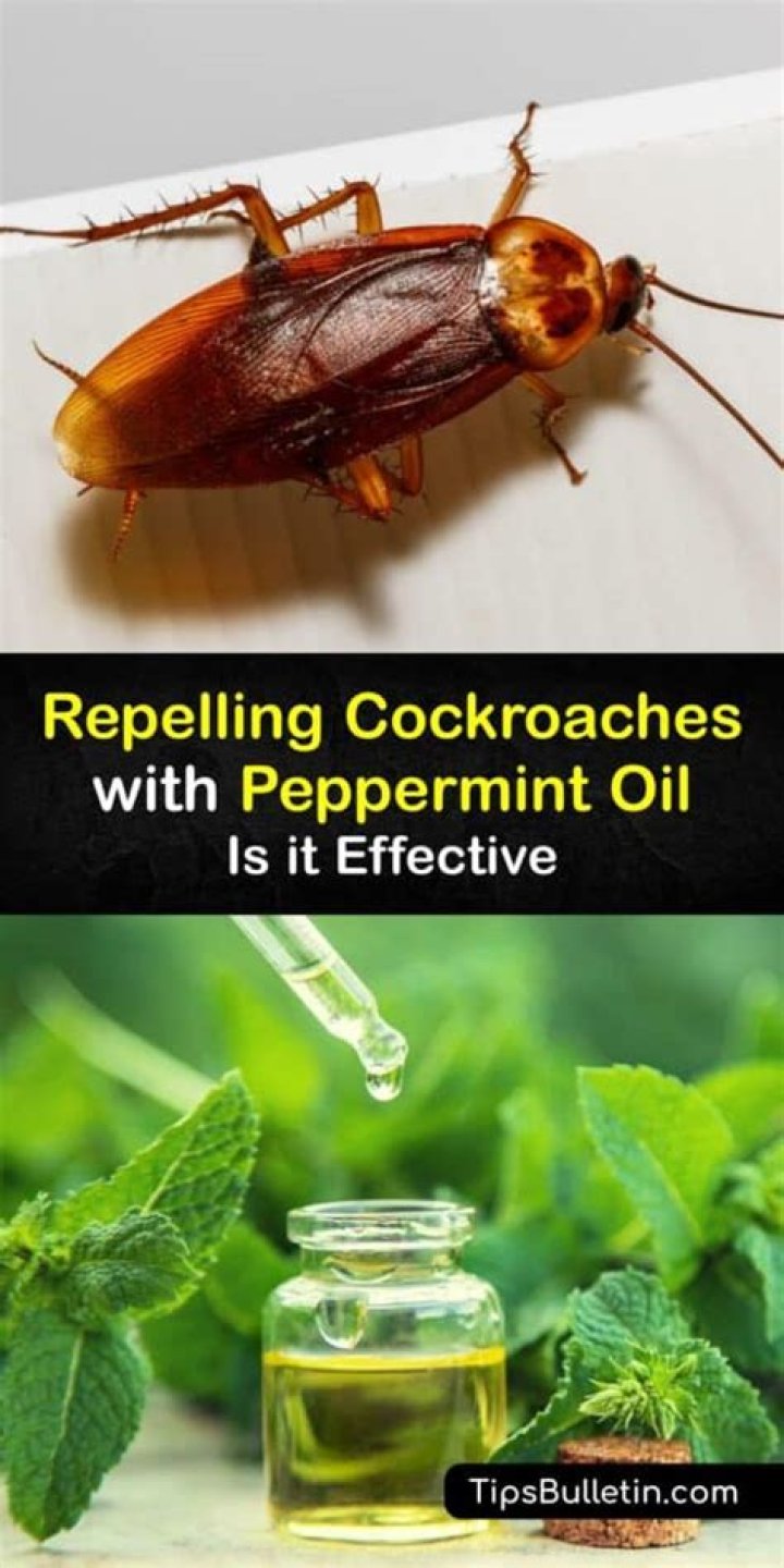 Does peppermint oil get rid of roaches?