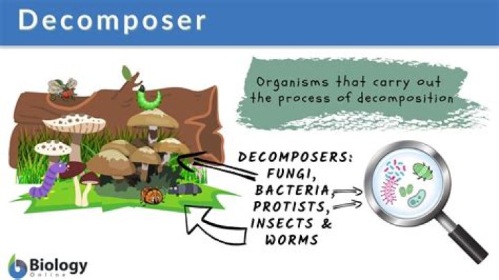 Does poop decompose in sand?