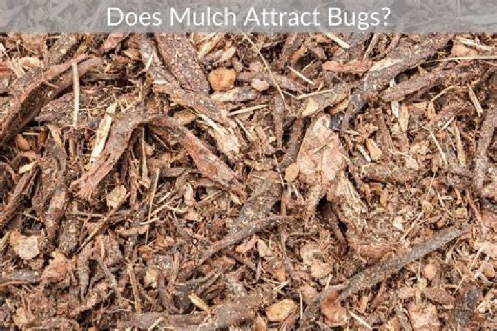 Does red mulch attract bugs?