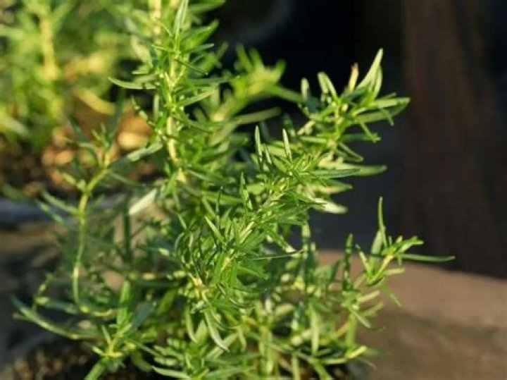Does rosemary repel deer?