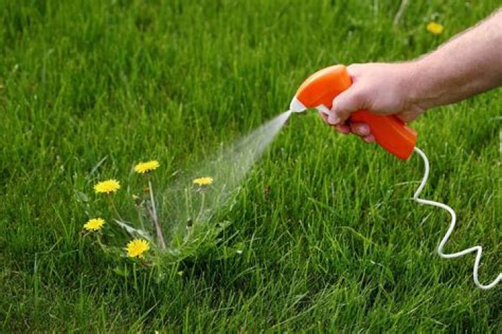 Does Roundup spread underground?