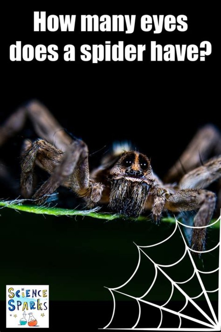 Does spider have 20000 eyes?
