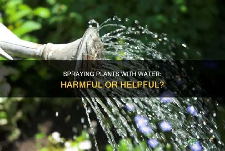 Does spraying water on plants keep them from freezing?