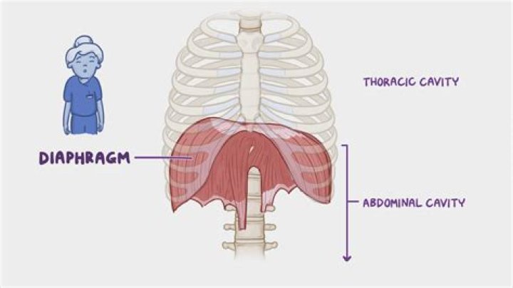 Does the diaphragm separates the brain and spinal cord?