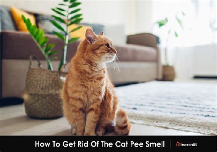 Does the smell of cat pee go away?