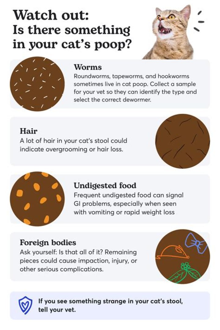 Does wet food make cats poop smell worse?