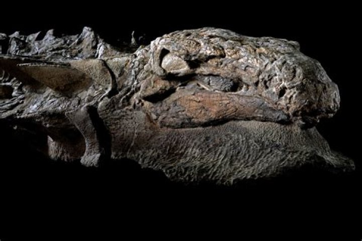 Has a frozen dinosaur been found?