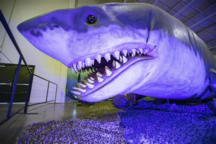 Has a megalodon ever been found?