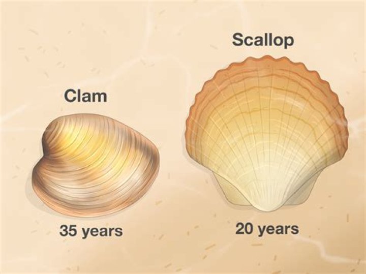 How are scallop born?