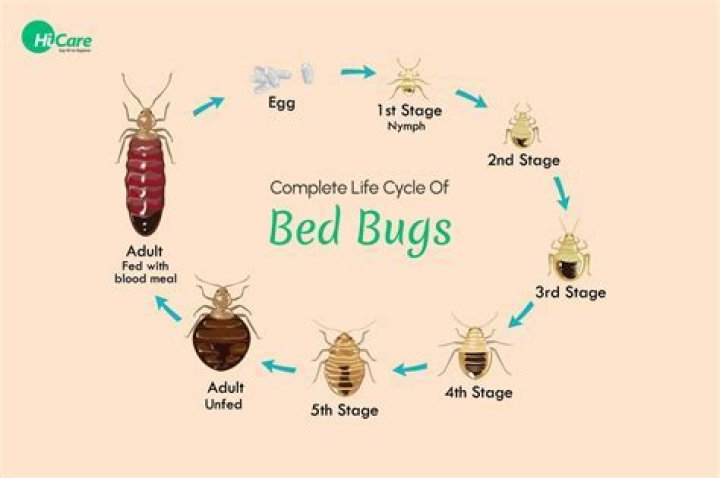 How big is a bedbug nymph?