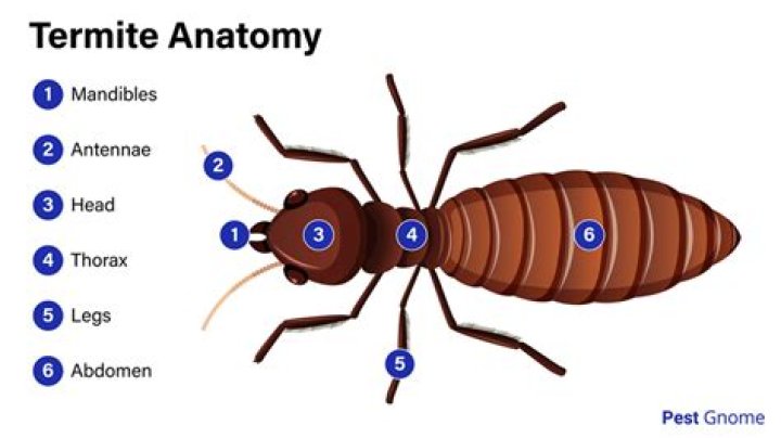 How big is a king termite?
