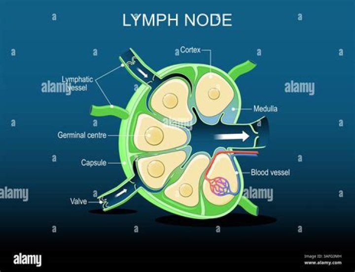 How big should level 2 lymph nodes be?