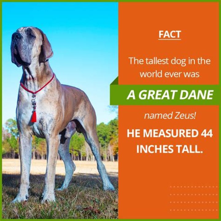 How big was Zeus the dog?