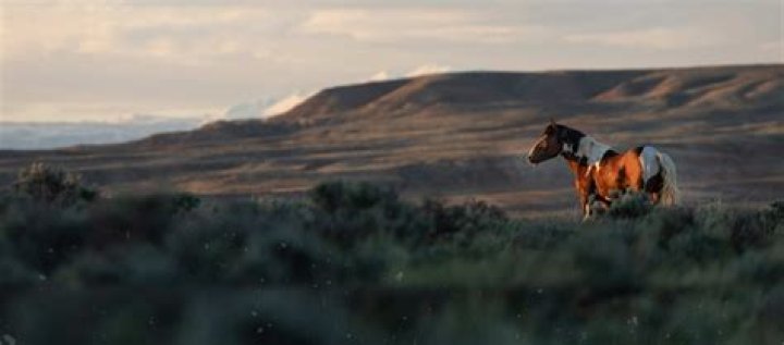 How can I live a wild and free life?