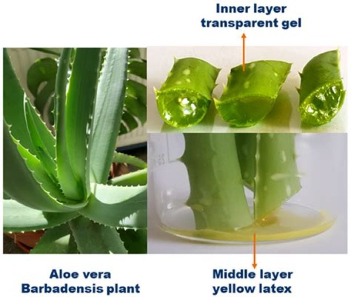 How can I use aloe vera to lighten my skin?