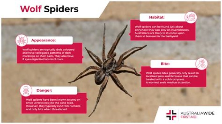 How can spiders tell when something is trapped in their web?