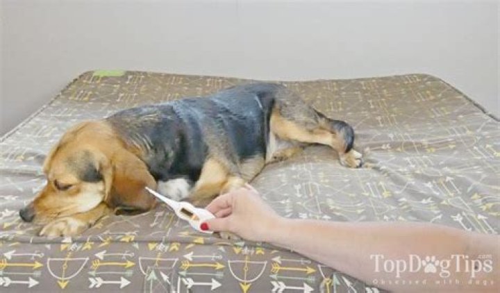 How can u tell if a dog is running a fever?