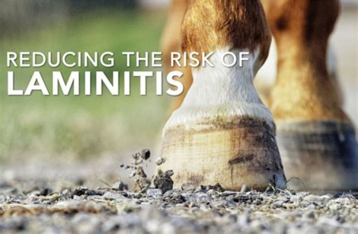 How can you reduce the risk of laminitis?