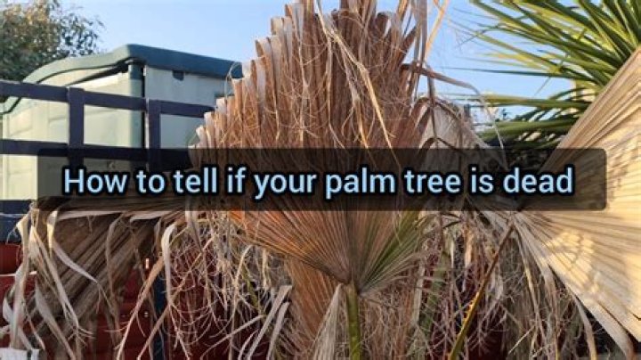 How can you tell if a palm tree is underwater?