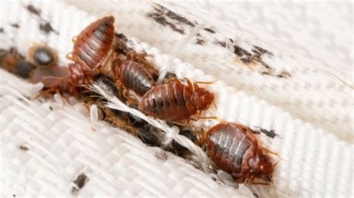 How can you tell if bedbugs are gone?