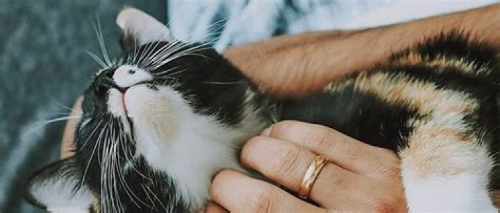 How can you tell if your cat loves you?