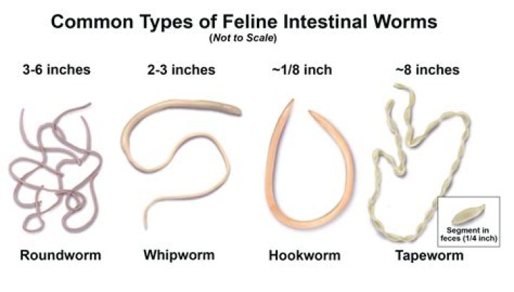 How common is it to get roundworms from your dog?